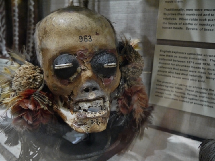 The Head Of An Enemy At Pitt Rivers Museum, Oxford