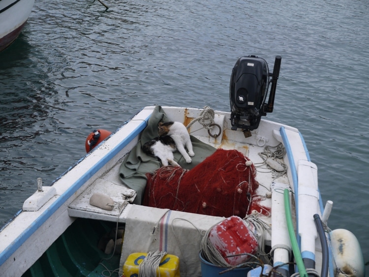 Cat In A Boat, Supetar Harbor, Brac