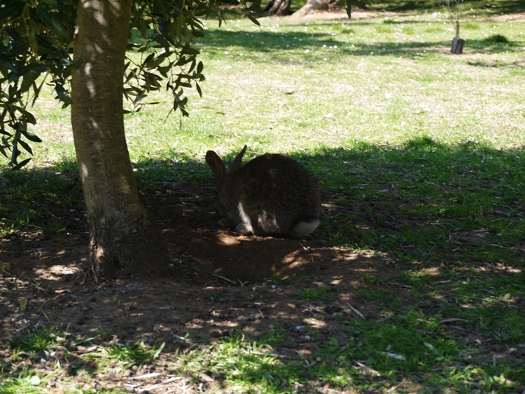 A Hare Among The Olive Grove, Lokrum Island