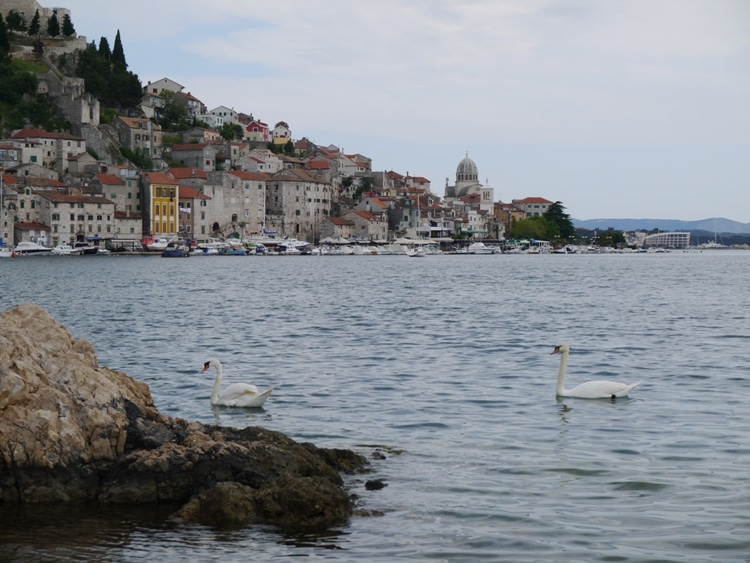 Swans Swimming At Banj Beach, Sibenik, Croatia