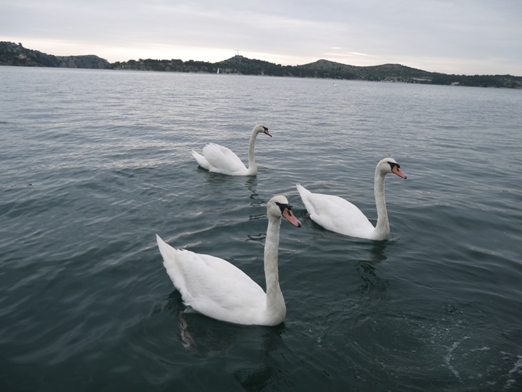Swans Swimming At Sibenik, Croatia