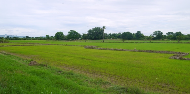 View Of Rice Fields On The Bangkok To Kanchanaburi Train Journey