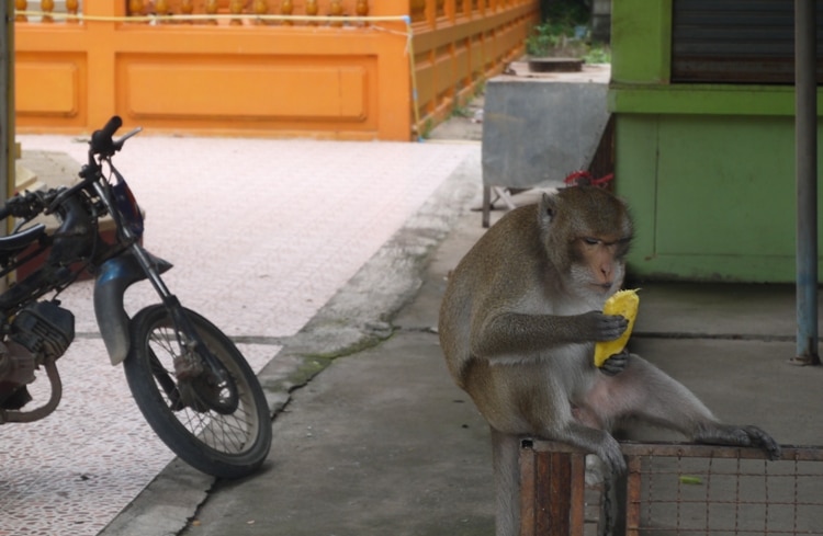 Monkey Eating Mango At Wat Kai, Ayutthaya