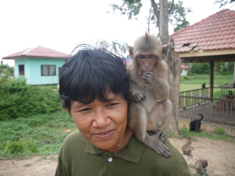 A Friendly Monkey At Wat Kai, Ayutthaya