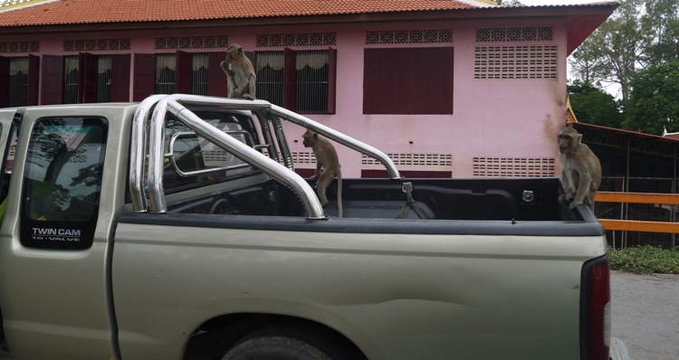 Monkeys Climbing Over A Truck At Wat Kai, Ayutthaya