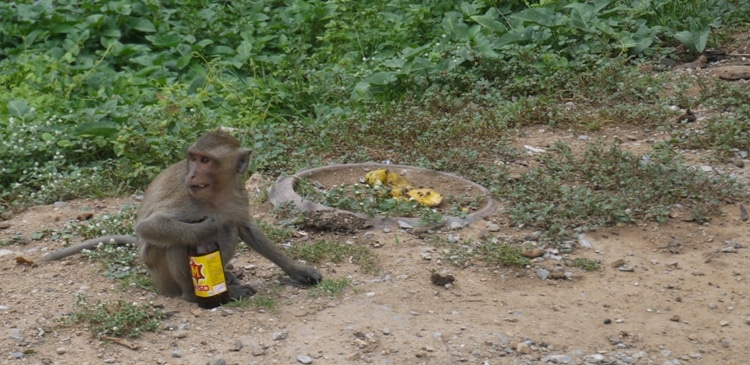 Monkey With Bottle Of Energy Drink At Wat Kai, Ayutthaya