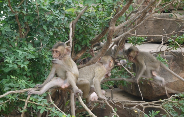 Young Monkeys Having Fun At Wat Kai, Ayutthaya