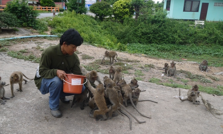 Feeding The Monkeys At Wat Kai, Ayutthaya