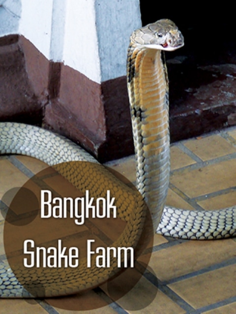 Bangkok Snake Farm, Thailand