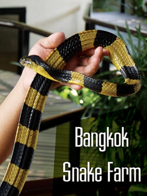 Deadly Snake At Bangkok Snake Farm - Thailand