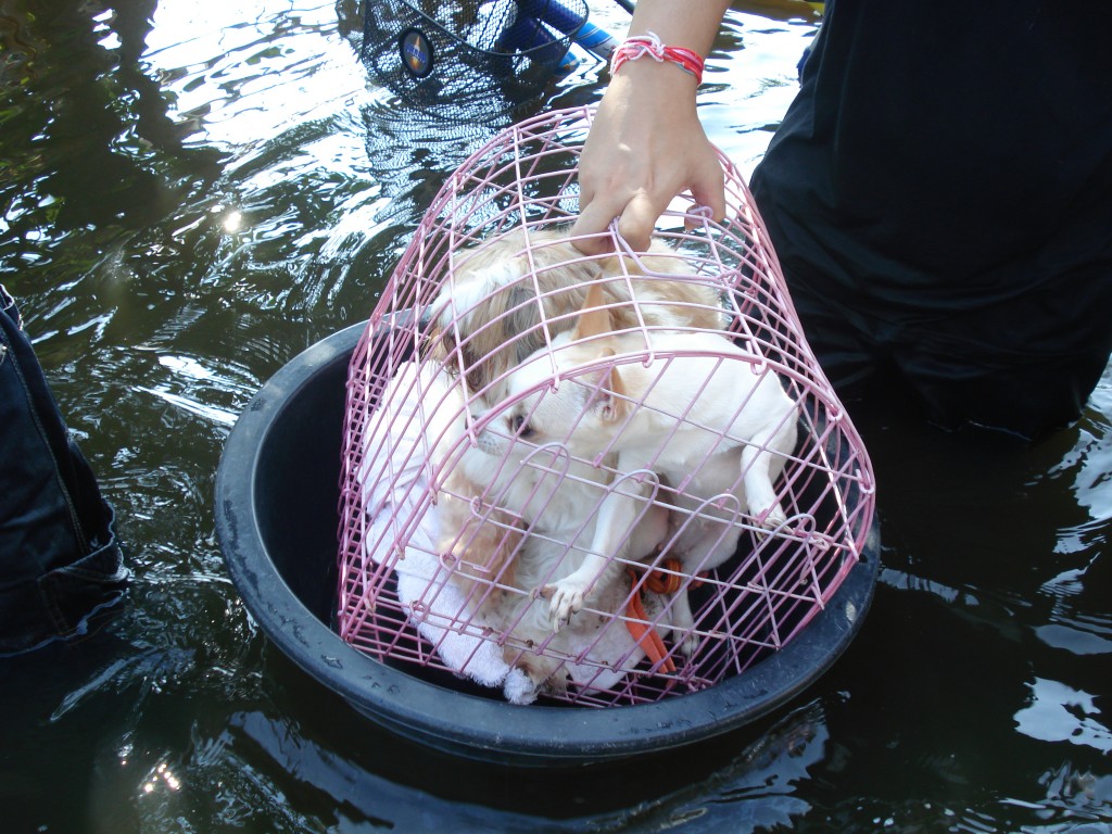 dogs-during-bangkok-floods Dogs Being Rescued During Thailand Floods