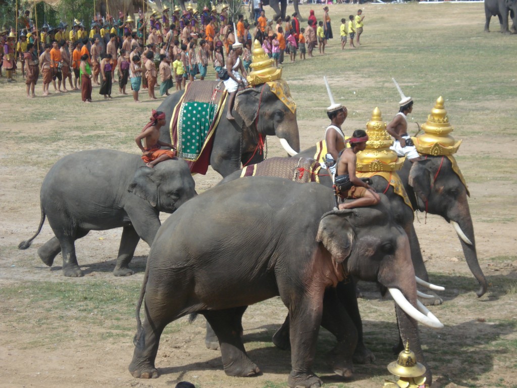 Elephants at Surin Elephant Festival