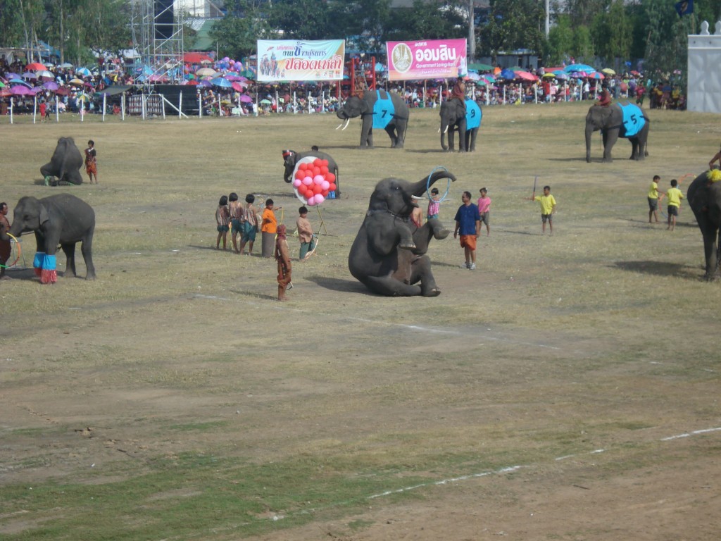 Elephants Spinning Rings