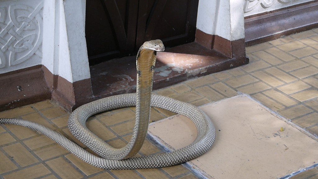 King Cobra at Bangkok Snake Farm