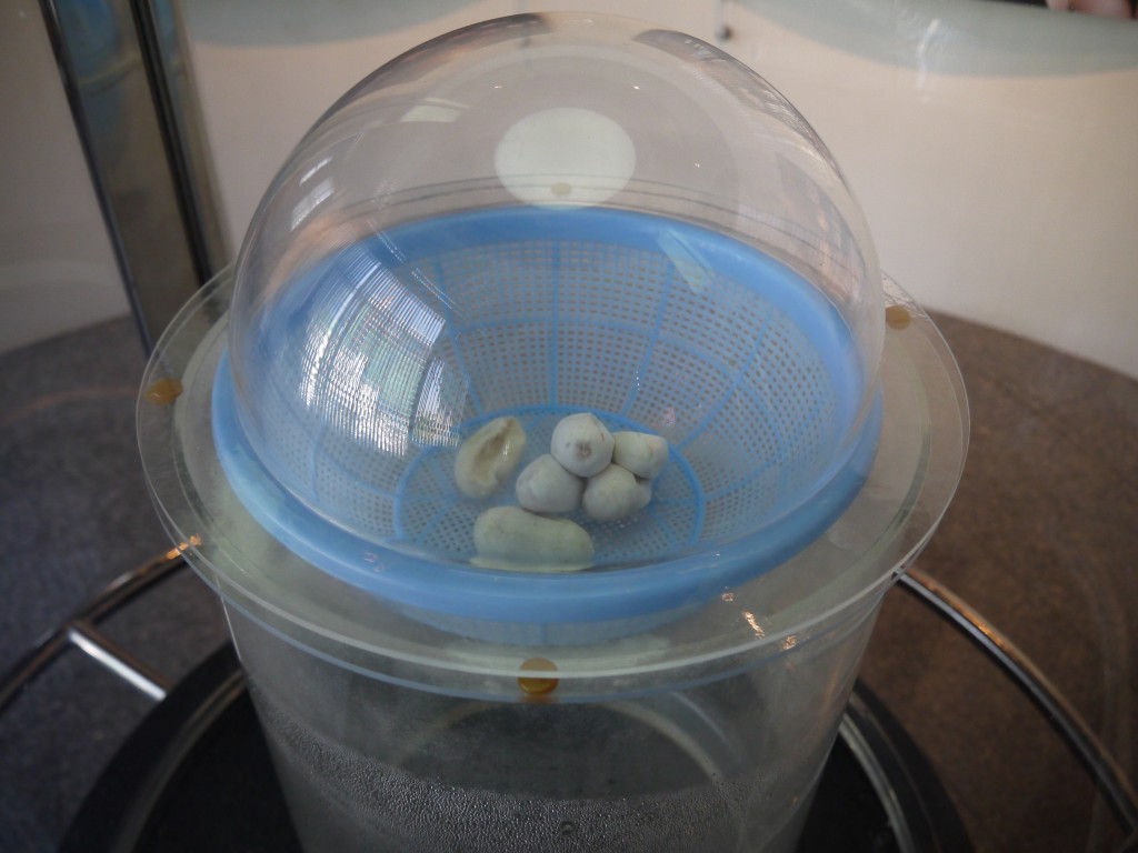 Snake Eggs In Incubator