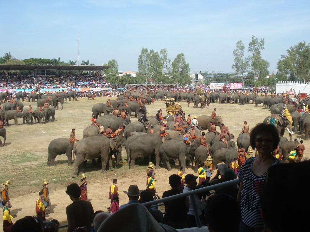 Surin Elephant Festival