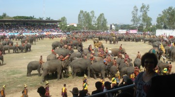 Surin Elephant Festival