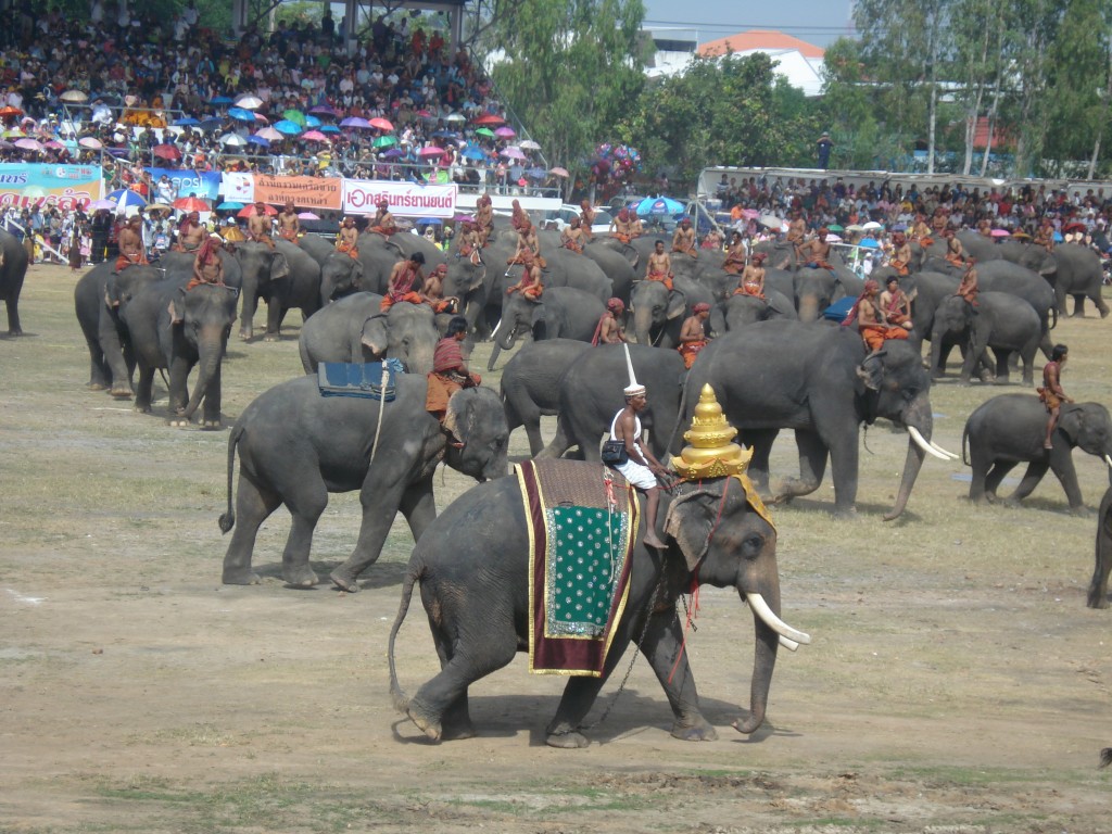 Surin Elephant Festival Grand Finale