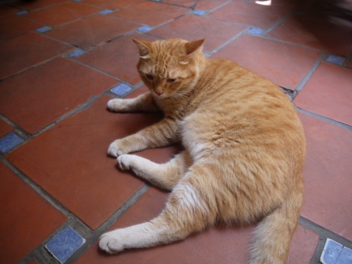 Giant Cat At Cafe Pho Co In Hanoi