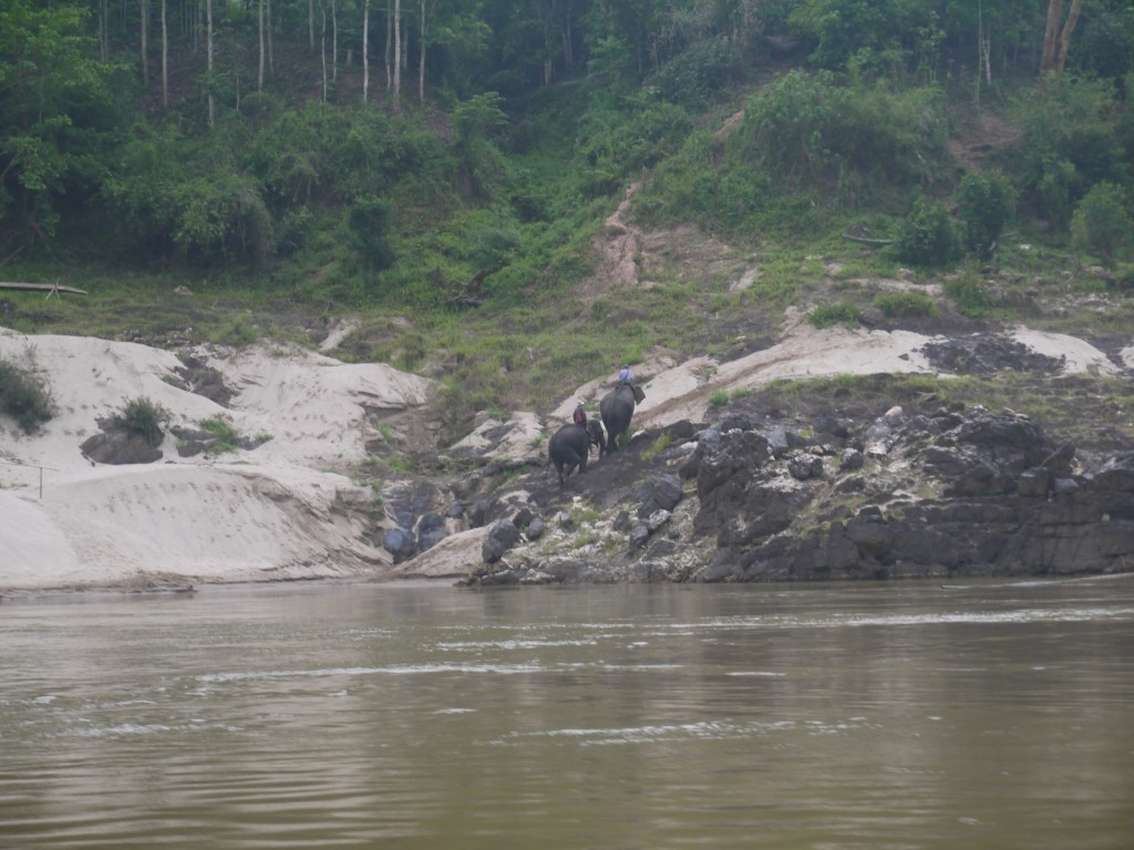 Elephants On Banks Of Mekong River In Thailand Elephants On Banks Of Mekong River In Thailand