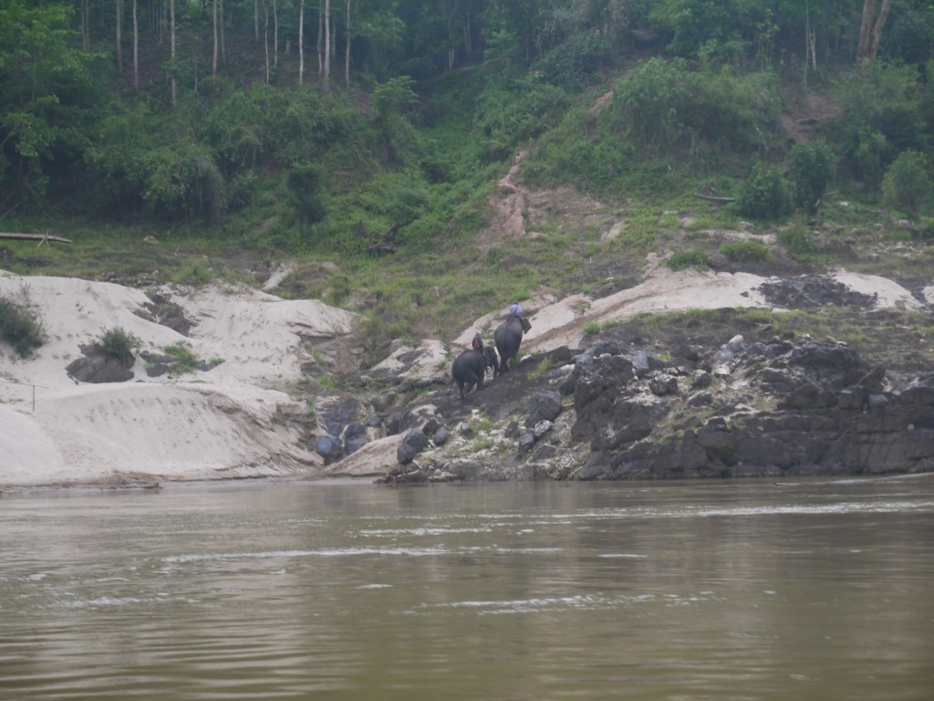 Elephants On Banks Of Mekong River In Thailand