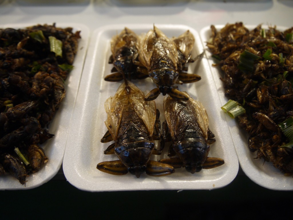 Deep Fried Giant Bugs at Chiang Rai Night Bazaar