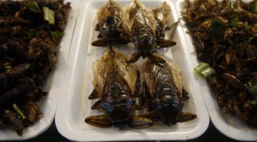 Deep Fried Giant Bugs at Chiang Rai Night Bazaar