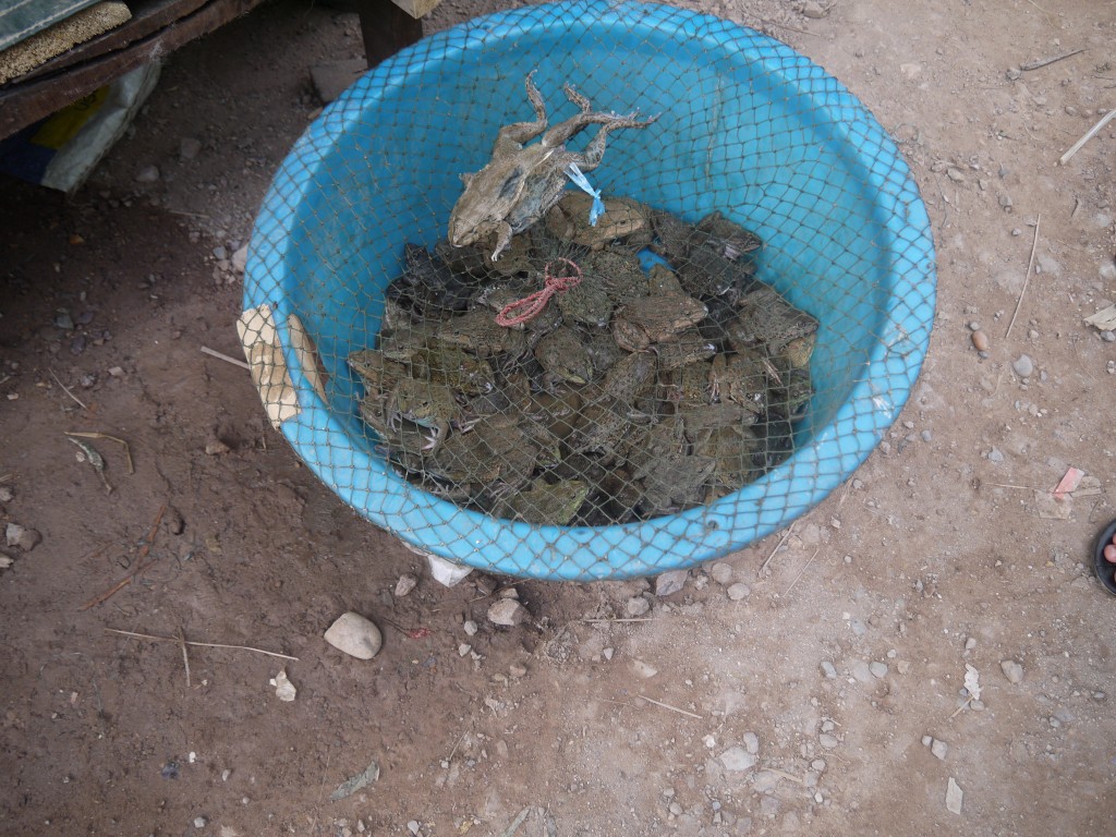 Frogs For Sale At Pakbeng Market, Laos Frogs For Sale At Pakbeng Market, Laos