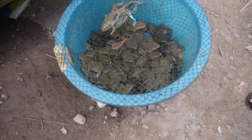 Frogs For Sale At Pakbeng Market, Laos