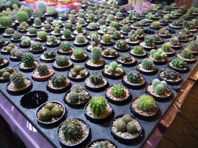 Cacti At Sunday Night Walking Street Market, Chiang Mai Cacti At Sunday Night Walking Street Market, Chiang Mai