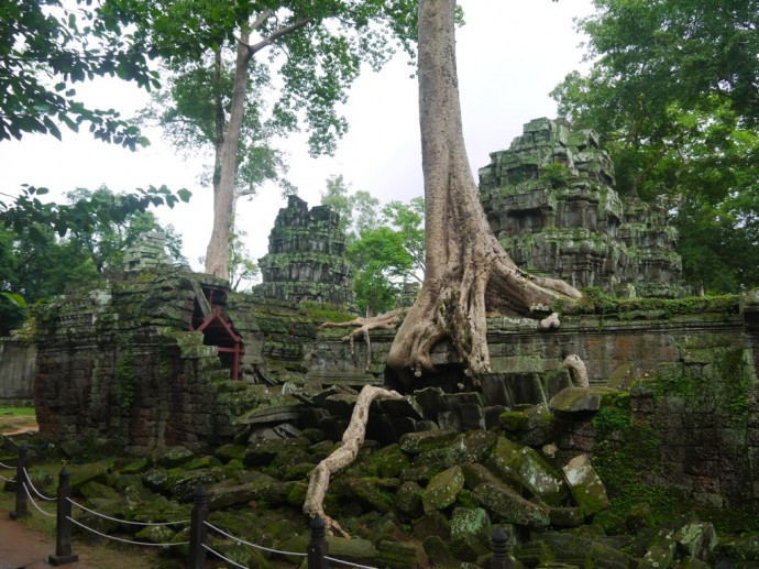 Tree Taking Over Tree Taking Over