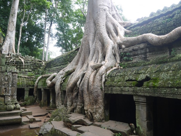 Tree With Amazing Roots At Ta Prohm