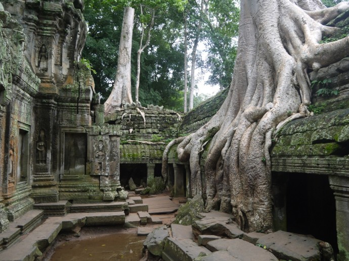 Ta Prohm - The Setting For Tomb Raider