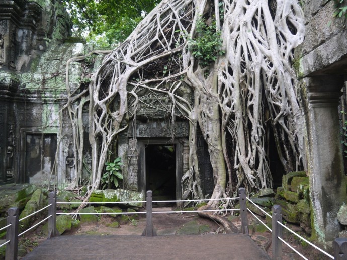 More Amazing Tree Roots