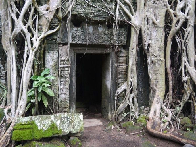 Temple Entrance Being Swallowed By A Massive Tree