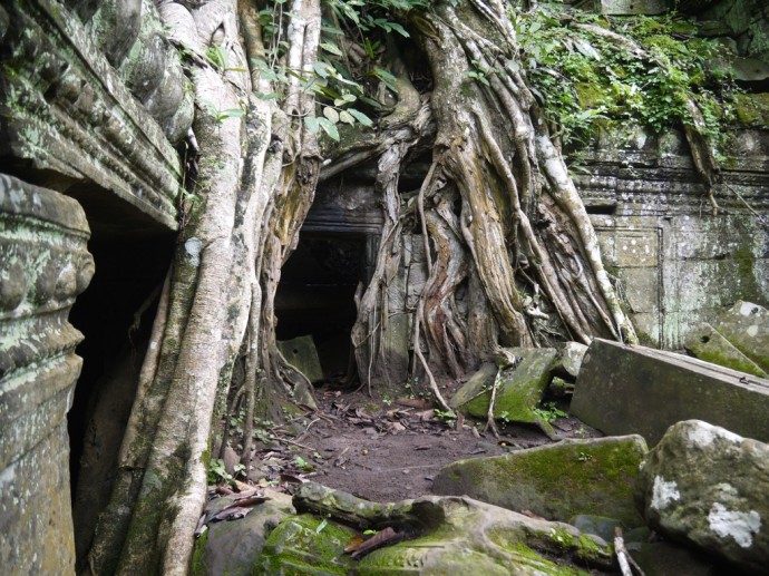 Yet More Tree Roots Devouring Ta Prohm Temple