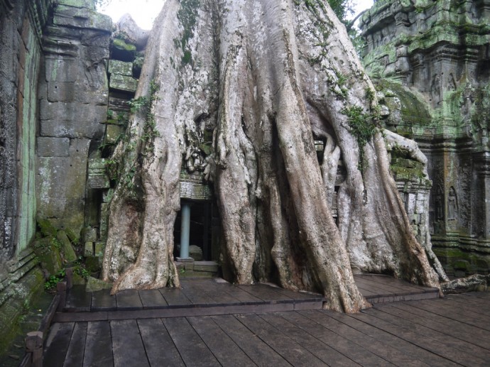 One Of The Largest Trees At Ta Prohm