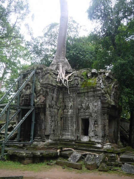 Tree Growing On Top Of A Building Ta Prohm Temple