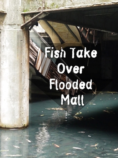 Fish Take Over Abandoned Bangkok Shopping Mall