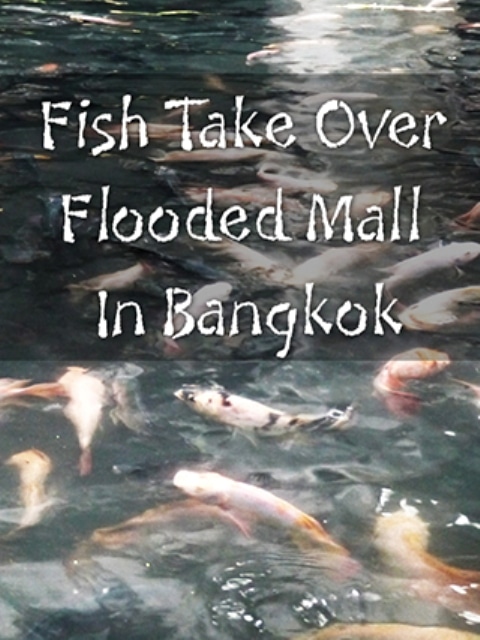 Flood Bangkok Mall Taken Over By Thousands Of Fish