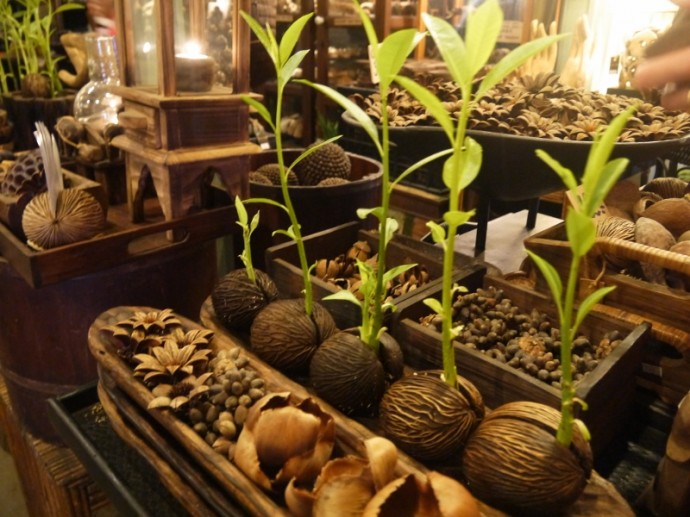 Plants & Home Decorations At Asiatique