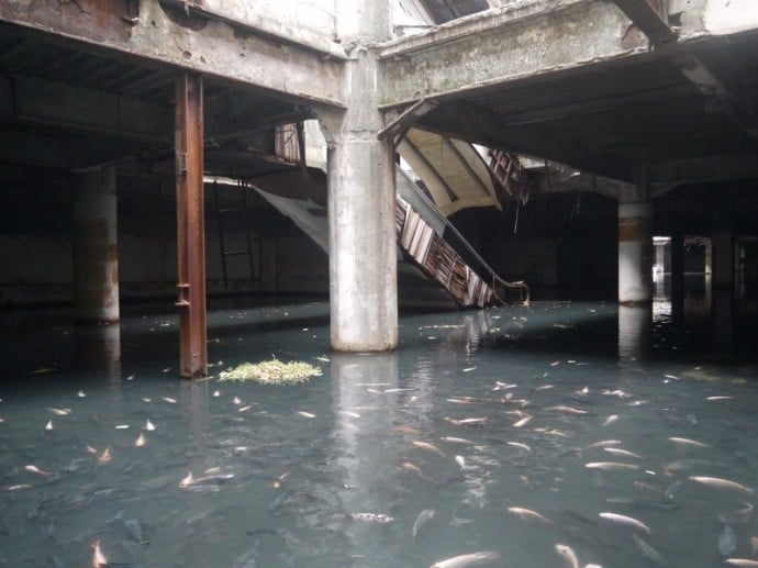 Fish Take Over Flooded Shopping Mall In Bangkok Fish Take Over Flooded Shopping Mall In Bangkok