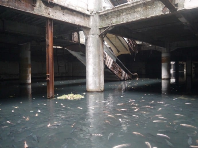 Fish Swimming In Basement Of Abandoned New World Shopping Mall