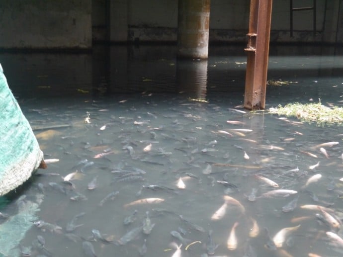 Thousands Of Exotic Fish Thousands Of Exotic Fish
