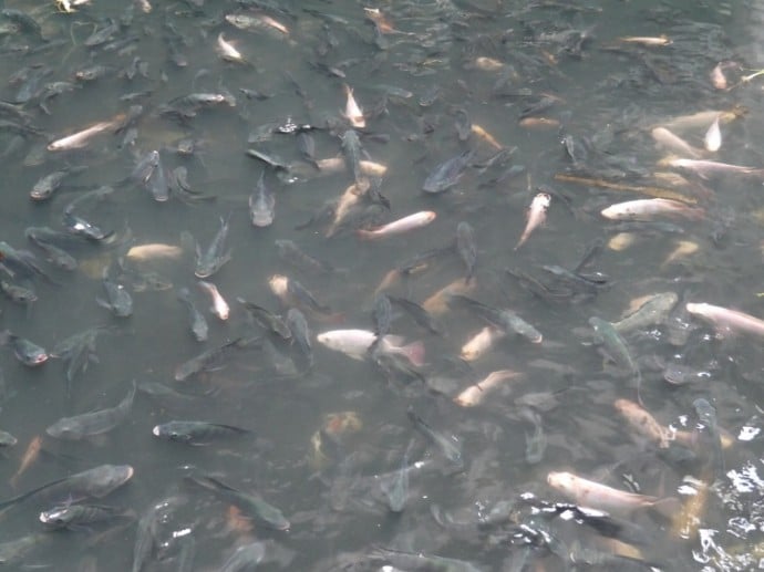 Lots & Lots Of Fish