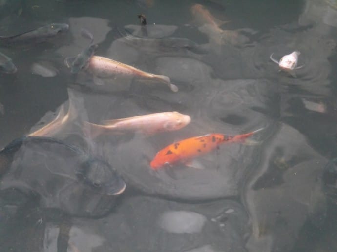 Different Types Of Fish At Abandoned Bangkok Mall