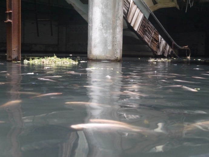 Huge Fish Tank In Bangkok