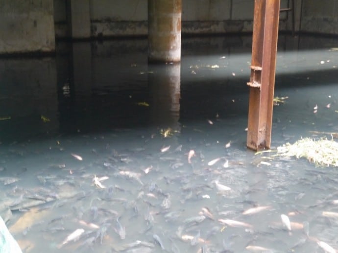 More Fish In The Flooded Basement