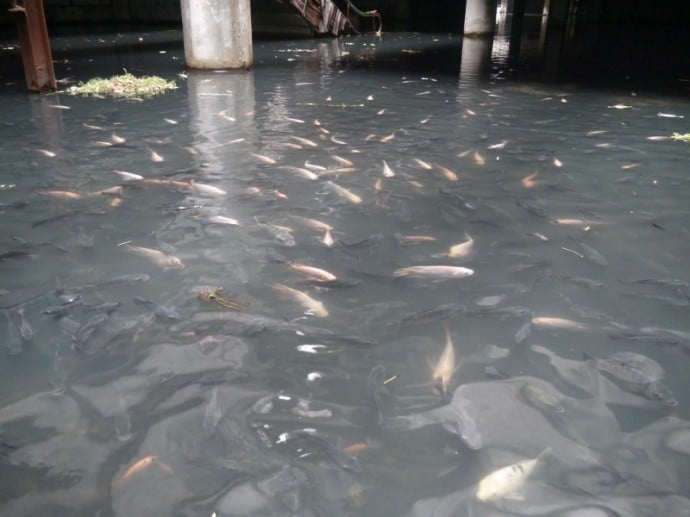 Fish Swimming Around Escalator Of Flooded Mall Fish Swimming Around Escalator Of Flooded Mall