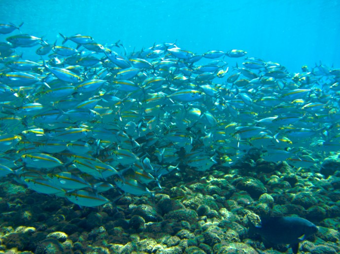 A School Of Mackerel Fish In Tulamben, Bali